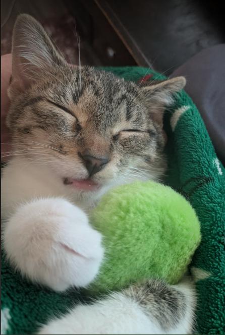 Enlarge Belle, a ADOPTABLE mixed breed in Escondido, CA image 2/5