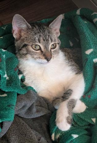 Enlarge Belle, a ADOPTABLE mixed breed in Escondido, CA image 3/5