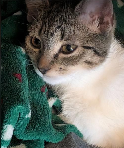 Enlarge Belle, a ADOPTABLE mixed breed in Escondido, CA image 4/5