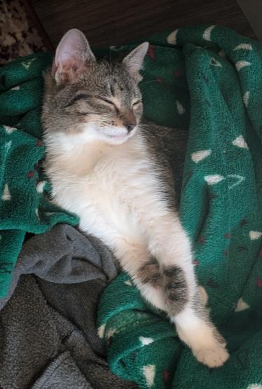 Enlarge Belle, a ADOPTABLE mixed breed in Escondido, CA image 5/5