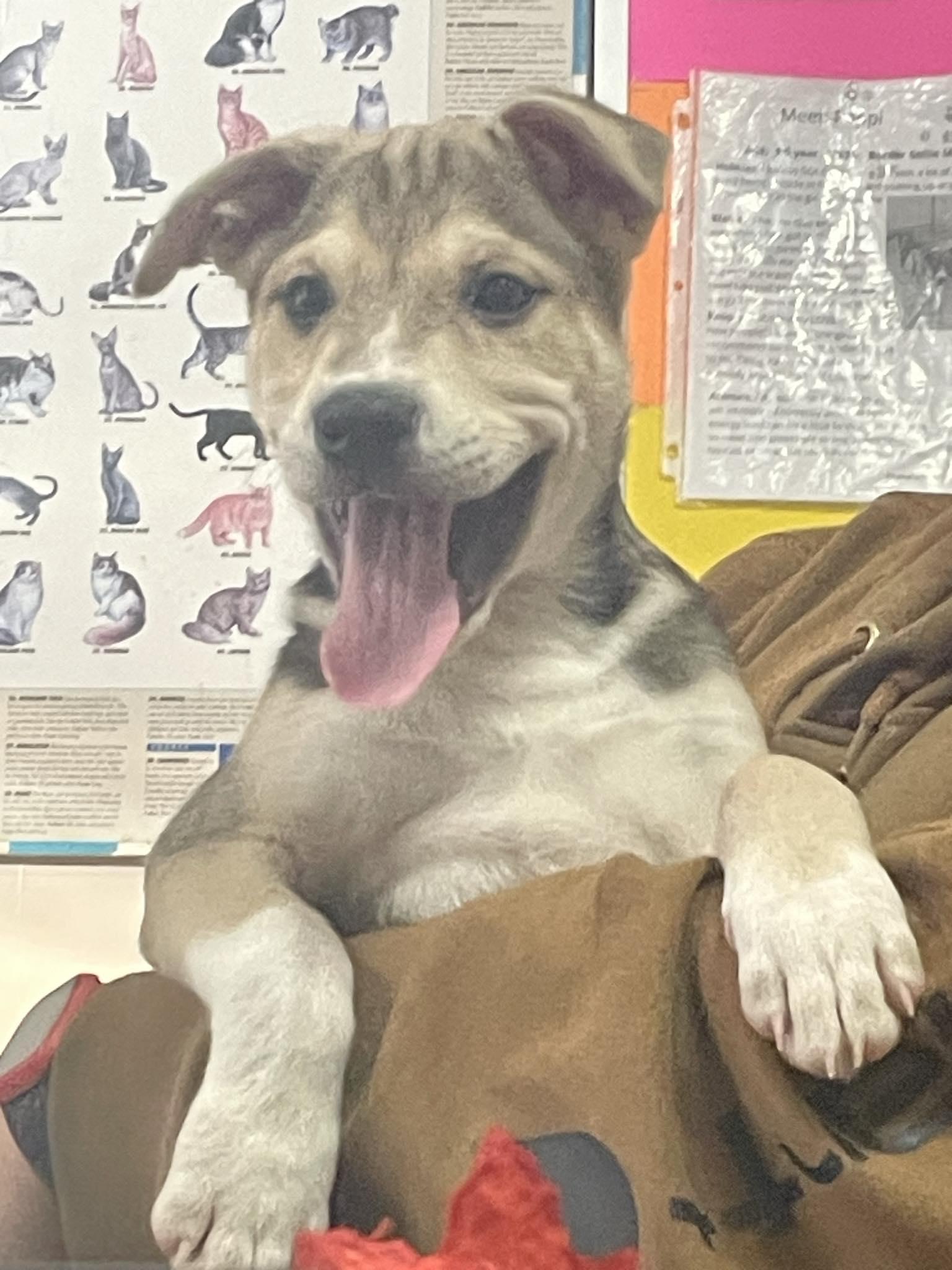 Jupiter, ADOPTABLE, Puppy Male Mixed Breed.