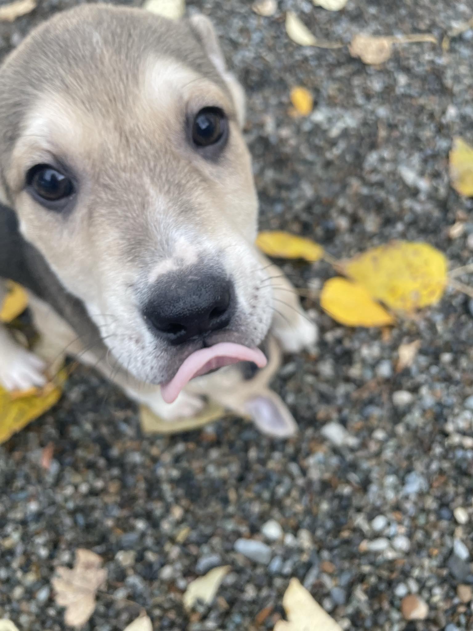 Jupiter, a ADOPTABLE Mixed Breed in St. Maries, ID image 2/3