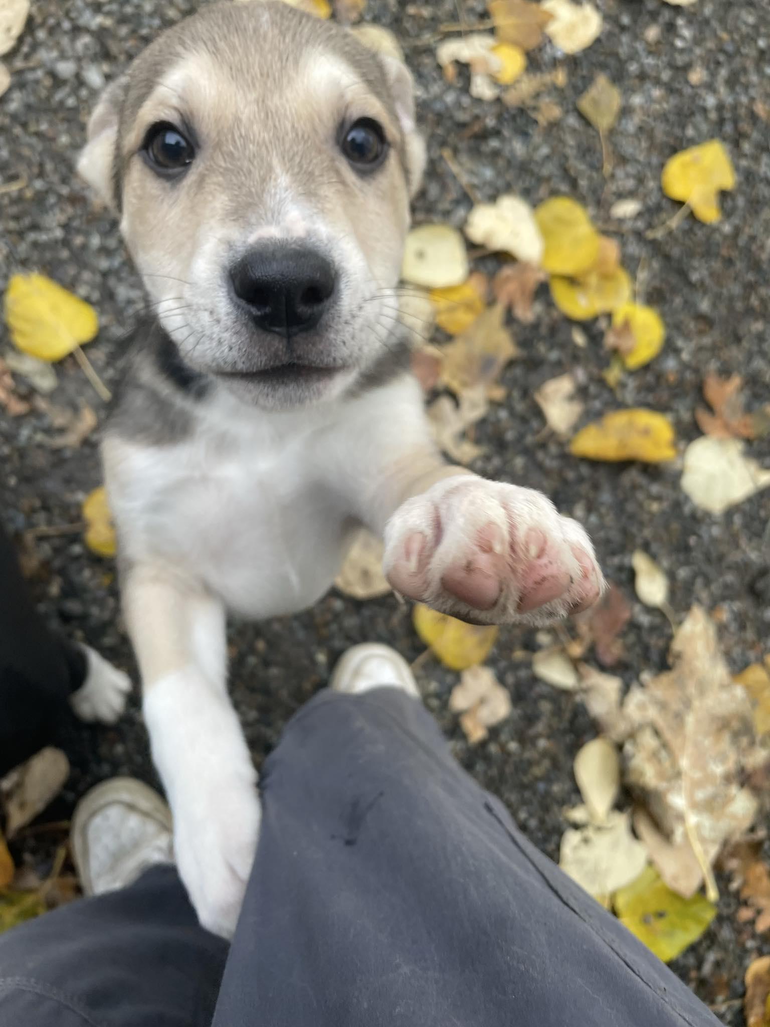 Jupiter, a ADOPTABLE Mixed Breed in St. Maries, ID image 3/3