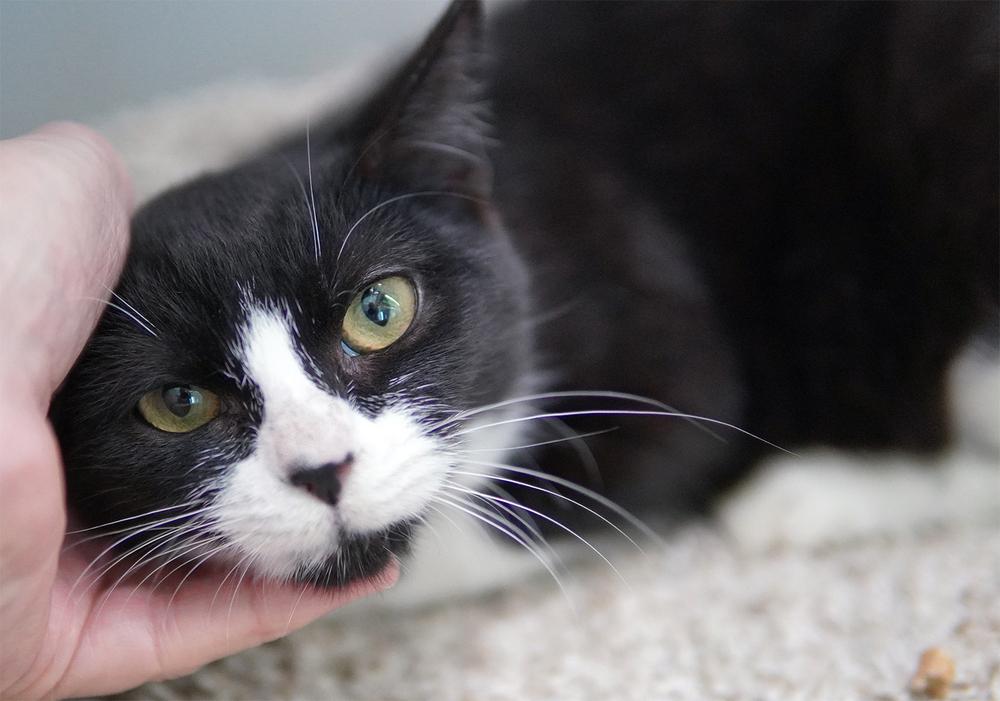 Enlarge Dakota, a Adoptable Domestic Short Hair in Wellington, FL image 1/6