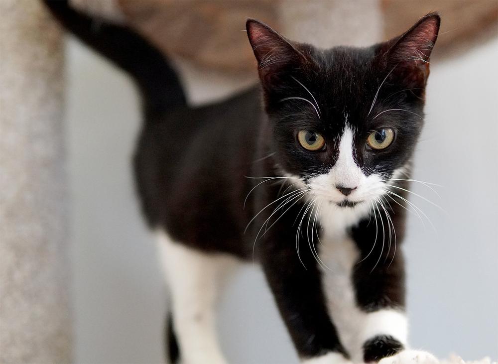 Enlarge Dakota, a Adoptable Domestic Short Hair in Wellington, FL image 2/6