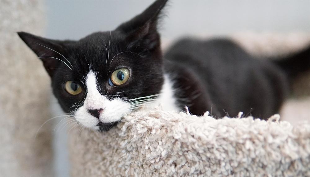 Enlarge Dakota, a Adoptable Domestic Short Hair in Wellington, FL image 3/6