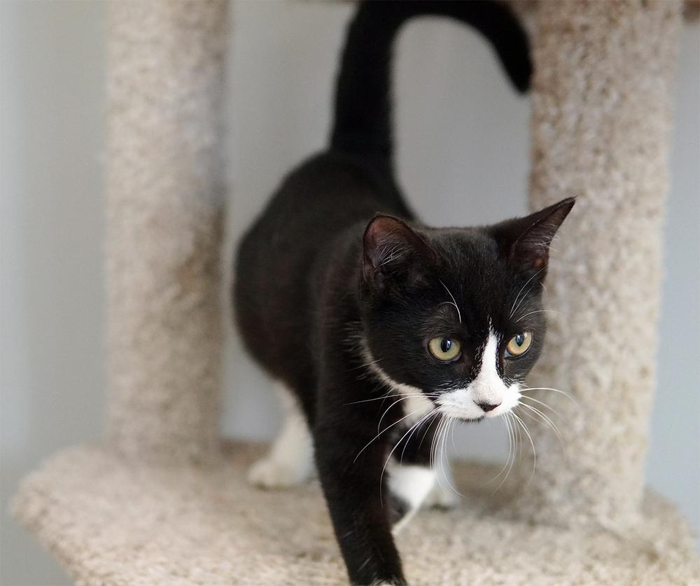 Enlarge Dakota, a Adoptable Domestic Short Hair in Wellington, FL image 4/6