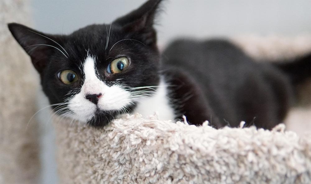 Enlarge Dakota, a Adoptable Domestic Short Hair in Wellington, FL image 5/6