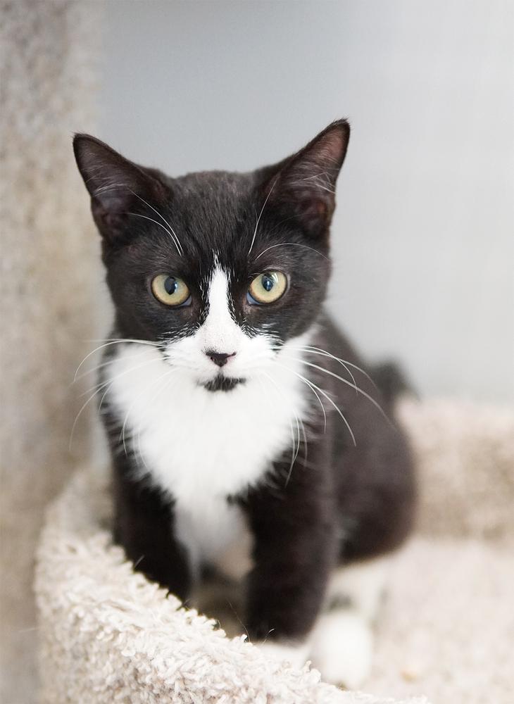 Enlarge Dakota, a Adoptable Domestic Short Hair in Wellington, FL image 6/6