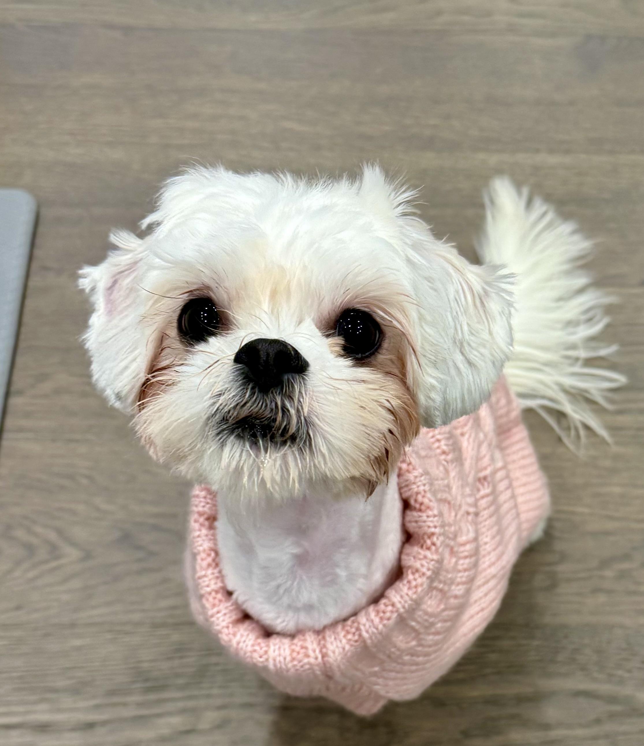 Scarlett, a Adoptable Maltipoo in POTOMAC, MD image 1/5