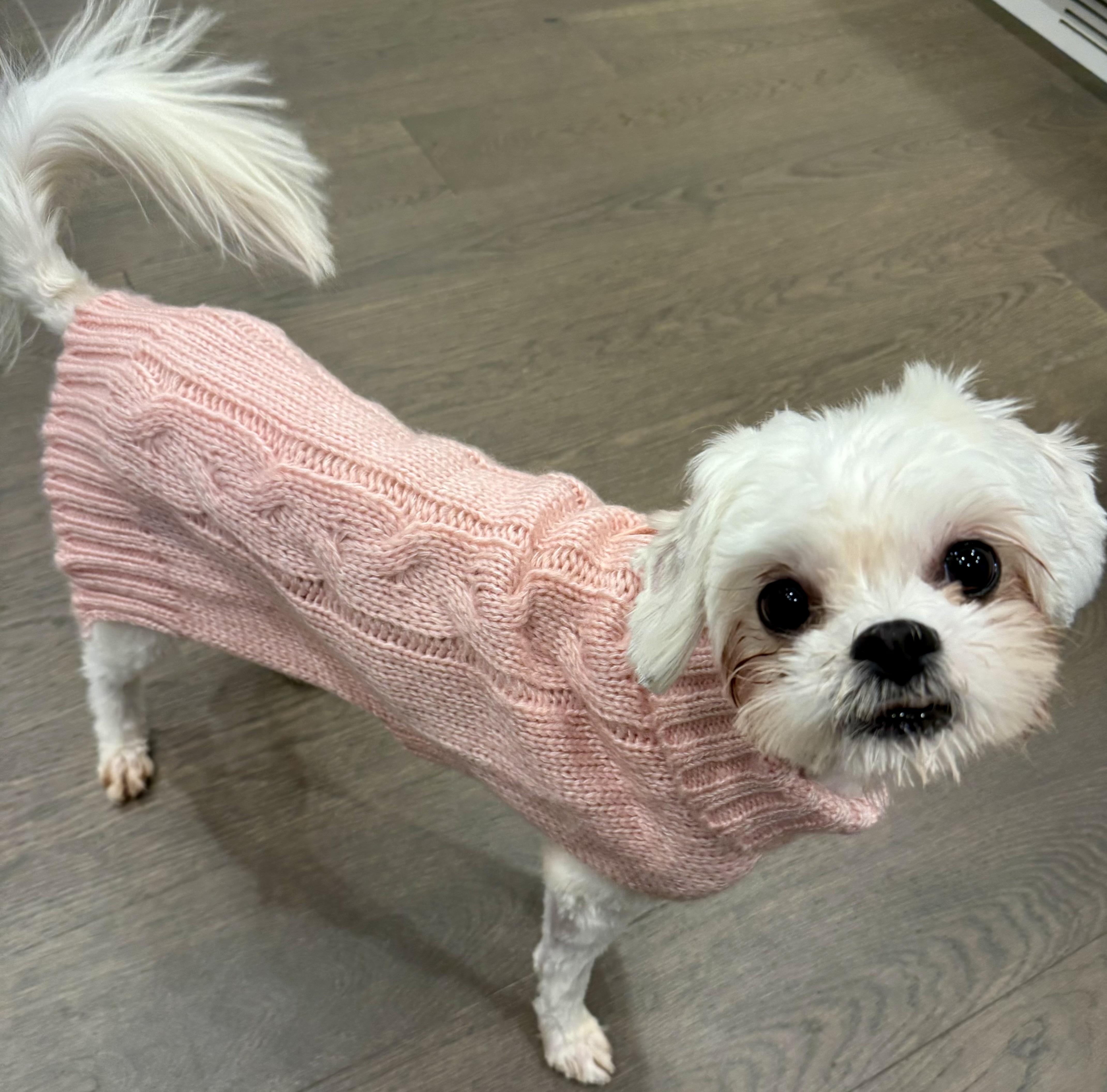 Scarlett, a Adoptable Maltipoo in POTOMAC, MD image 3/5