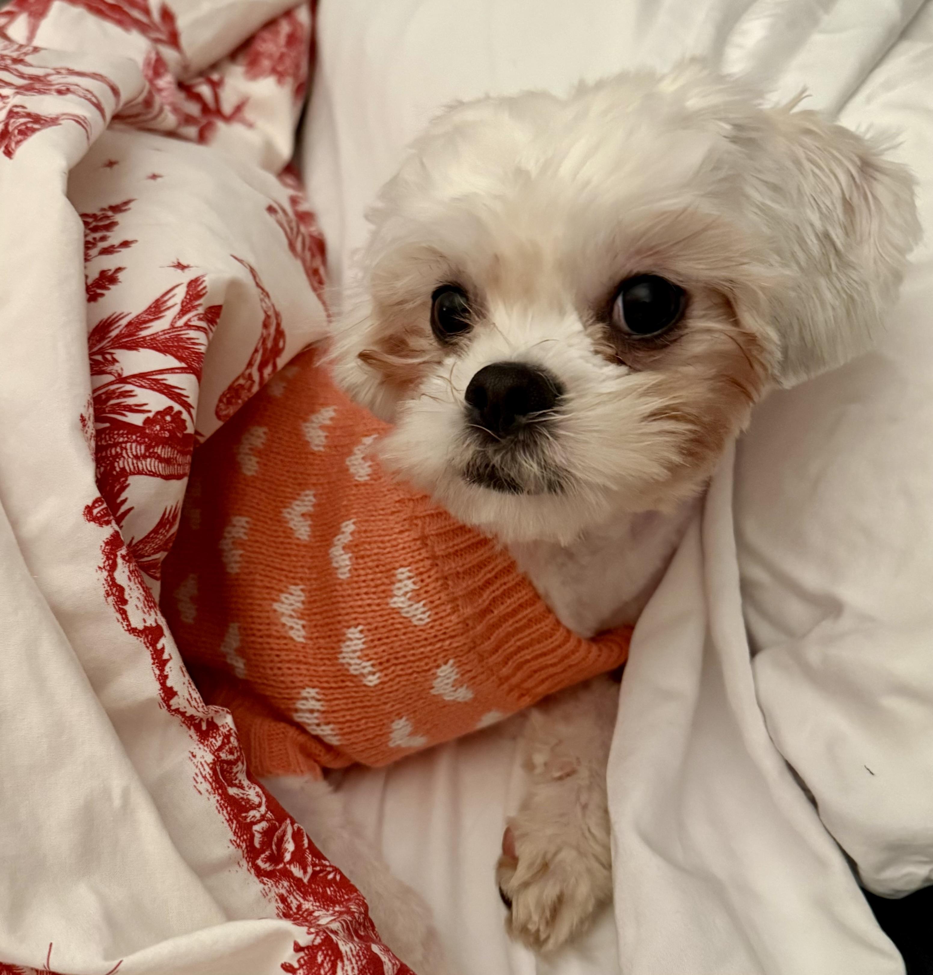 Scarlett, a Adoptable Maltipoo in POTOMAC, MD image 2/5