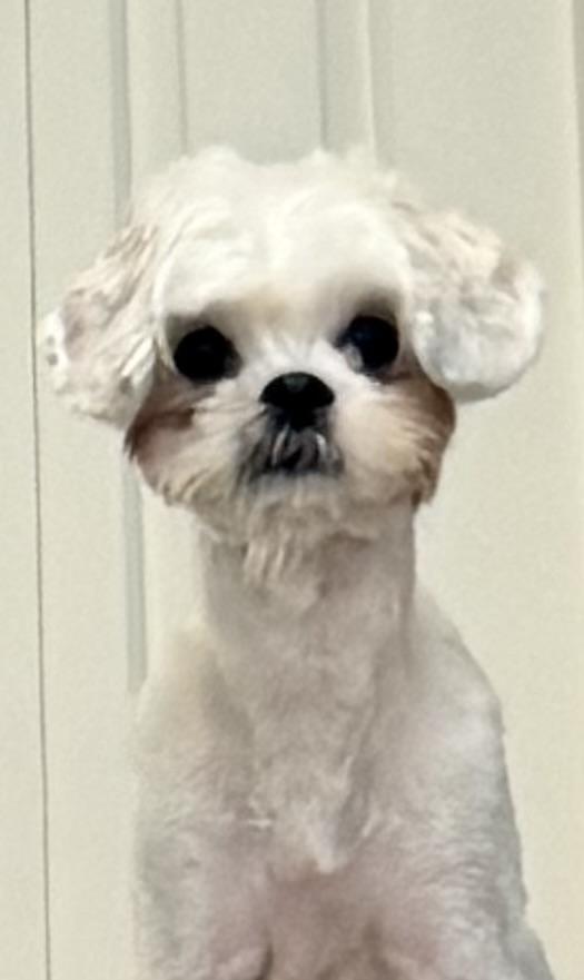 Scarlett, a Adoptable Maltipoo in POTOMAC, MD image 5/5