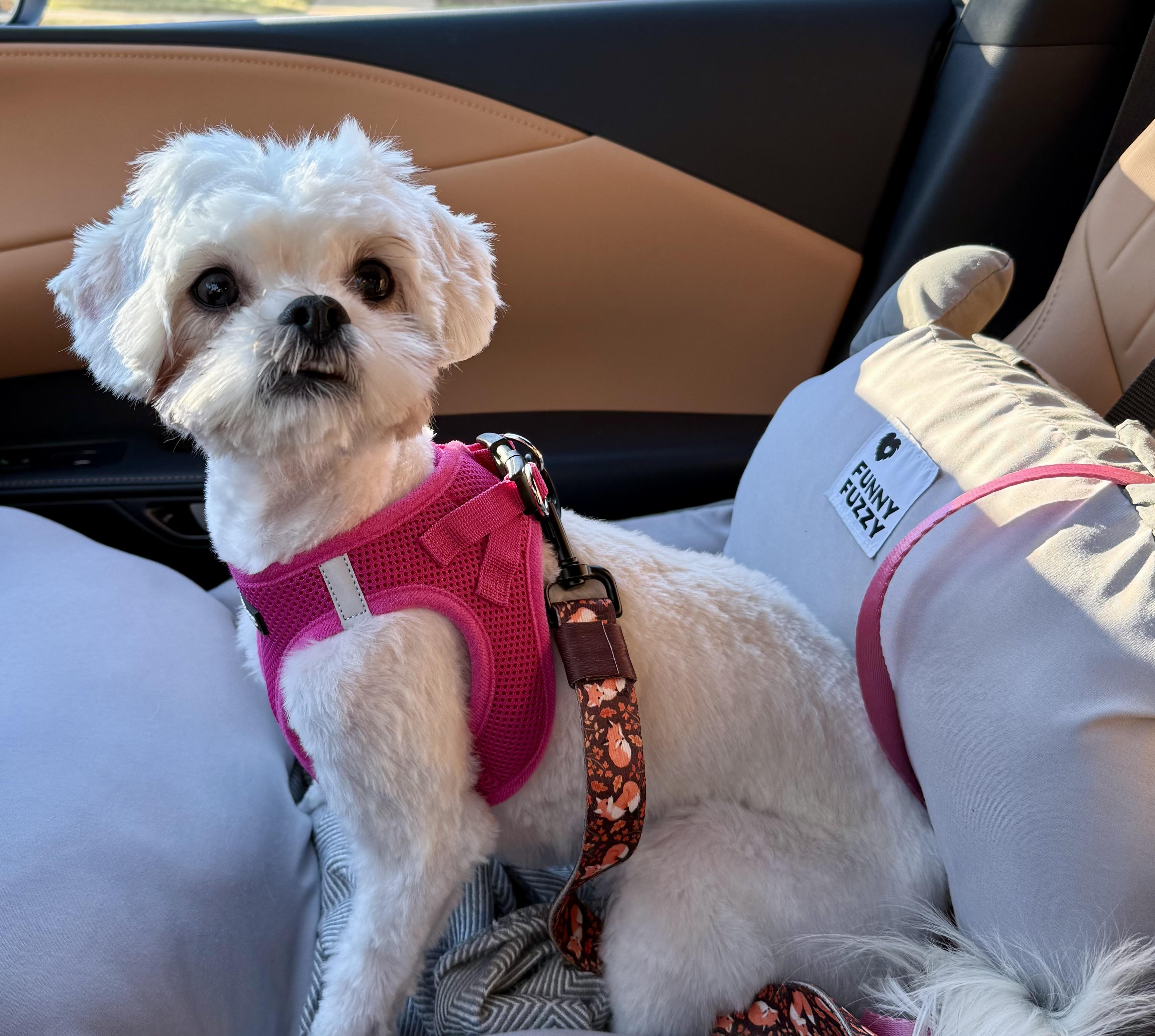 Scarlett, a Adoptable Maltipoo in POTOMAC, MD image 4/5