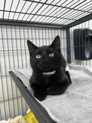 Tyai, Adoptable, Kitten Female Domestic Short Hair & Domestic Short Hair.