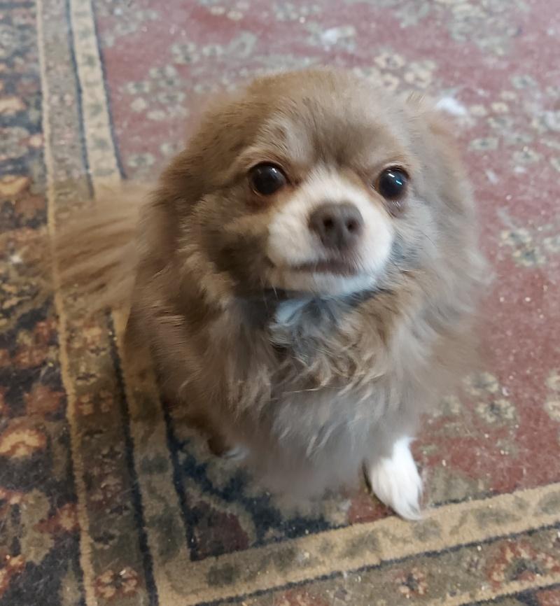 Dixon, an adoptable Chihuahua in Bancroft, ON, K0L 1C0 | Photo Image 1