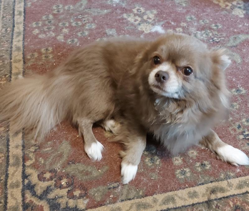 Dixon, an adoptable Chihuahua in Bancroft, ON, K0L 1C0 | Photo Image 3