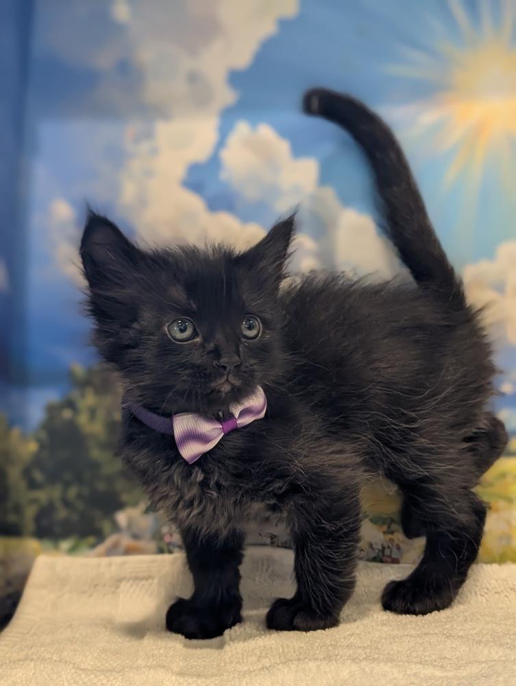 Enlarge Minnie, a Adoptable Domestic Medium Hair in Fremont, CA image 1/5
