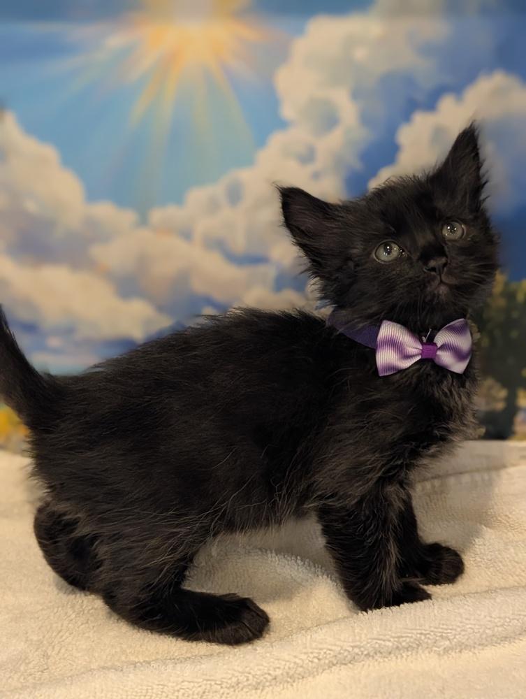 Enlarge Minnie, a Adoptable Domestic Medium Hair in Fremont, CA image 2/5