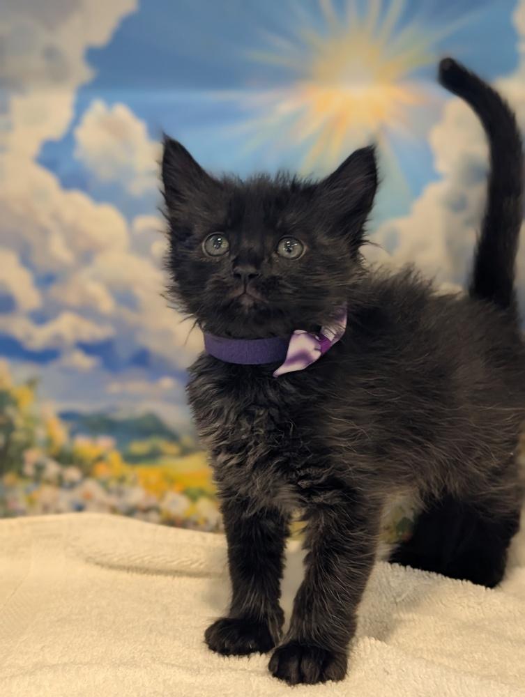 Enlarge Minnie, a Adoptable Domestic Medium Hair in Fremont, CA image 3/5