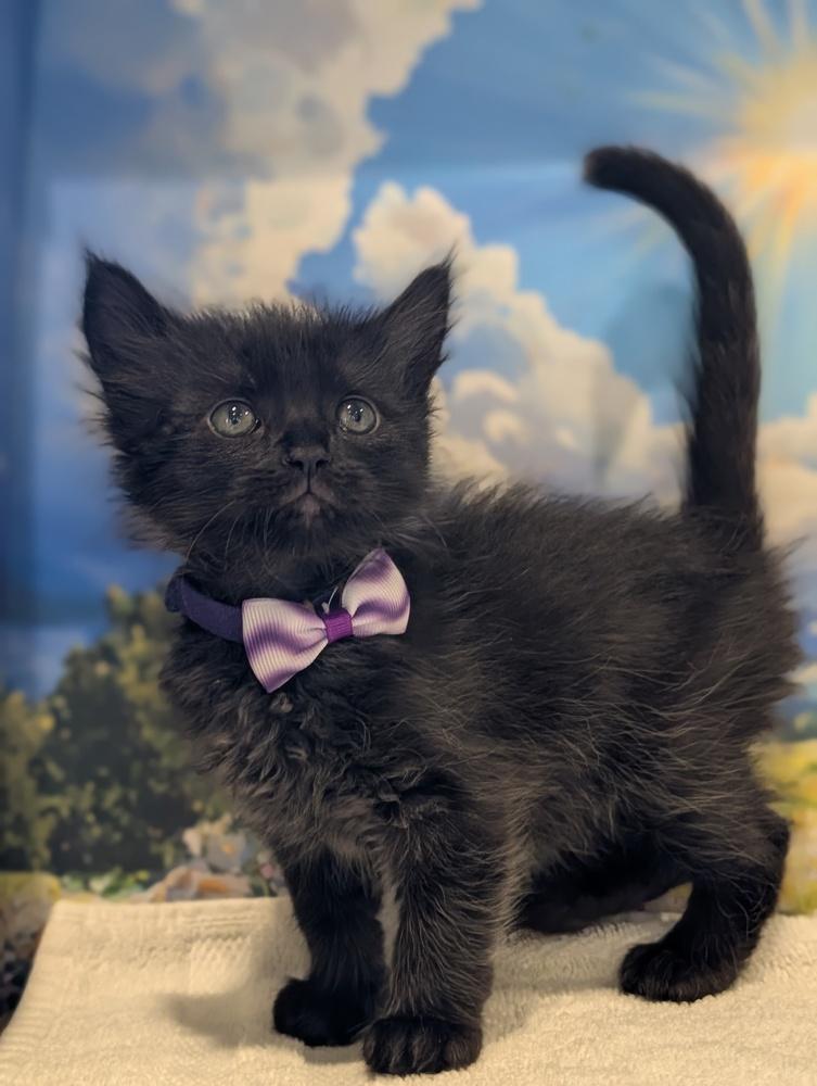 Enlarge Minnie, a Adoptable Domestic Medium Hair in Fremont, CA image 4/5