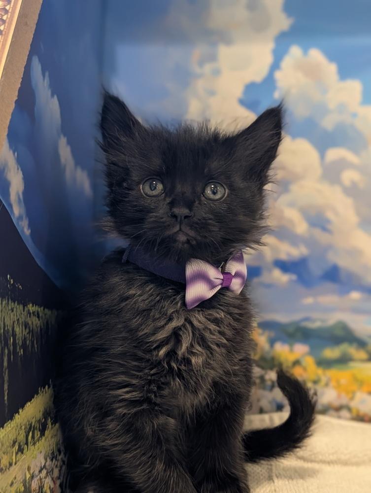 Enlarge Minnie, a Adoptable Domestic Medium Hair in Fremont, CA image 5/5