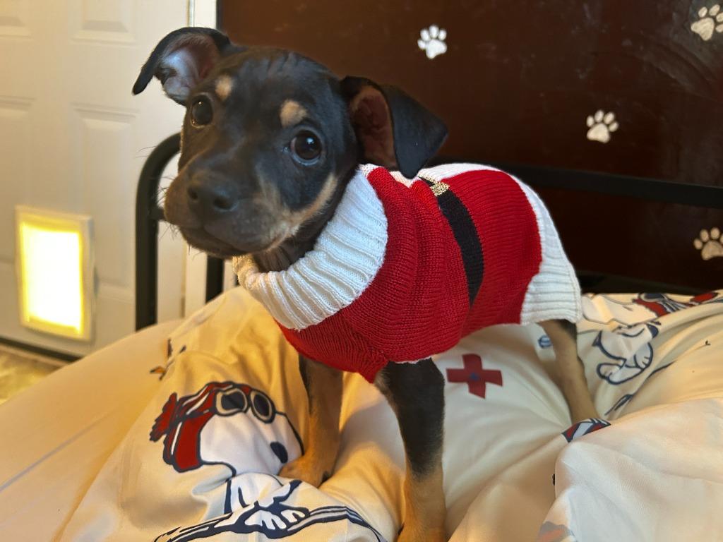 Enlarge Ms Odie (Perdita), a Adoptable mixed breed in College Station, TX image 1/6