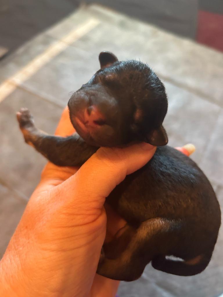 Enlarge Ms Odie (Perdita), a Adoptable mixed breed in College Station, TX image 2/6