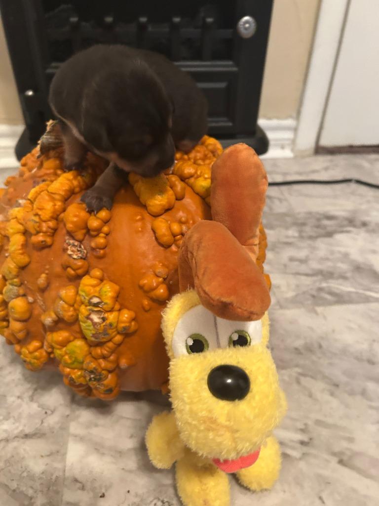 Enlarge Ms Odie (Perdita), a Adoptable mixed breed in College Station, TX image 3/6