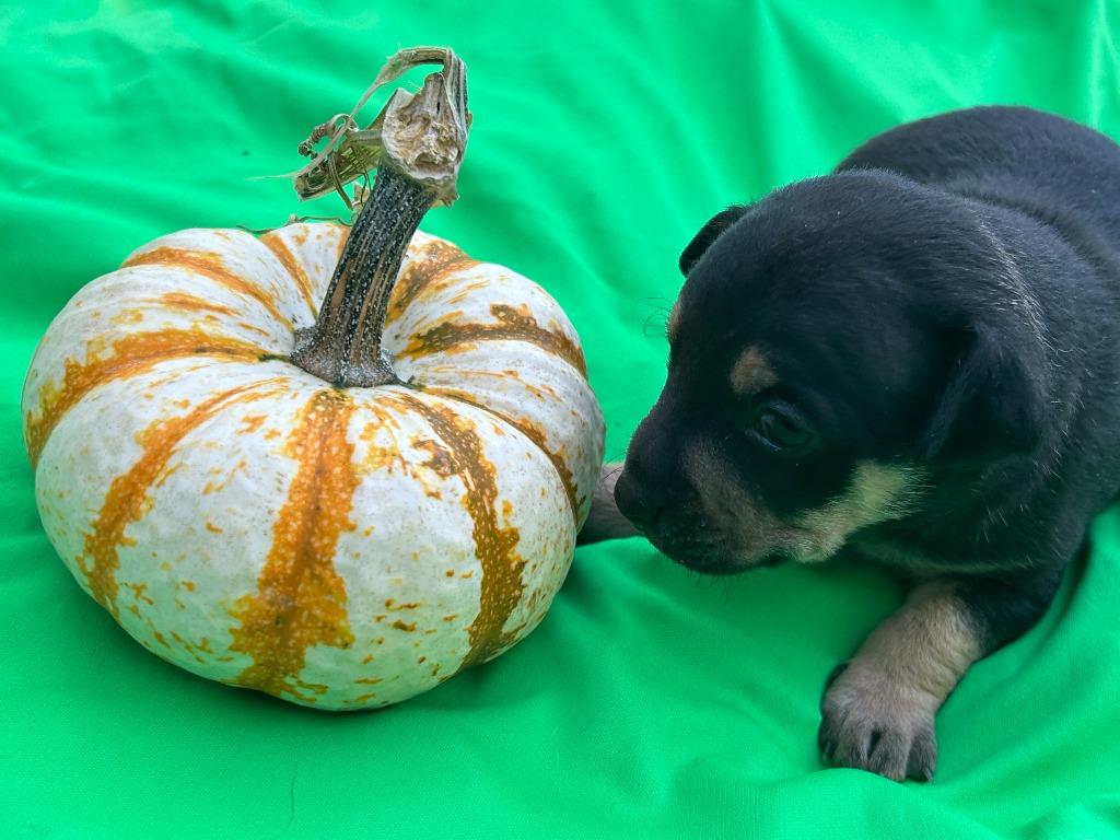 Enlarge Ms Odie (Perdita), a Adoptable mixed breed in College Station, TX image 4/6