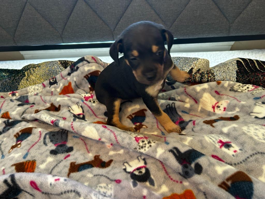 Enlarge Ms Odie (Perdita), a Adoptable mixed breed in College Station, TX image 5/6