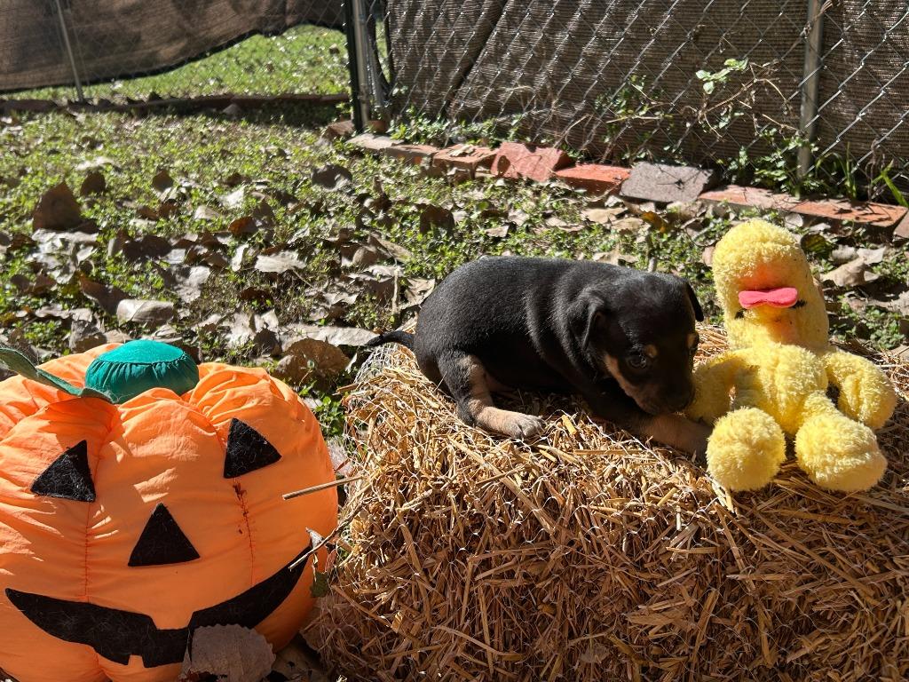 Enlarge Ms Odie (Perdita), a Adoptable mixed breed in College Station, TX image 6/6