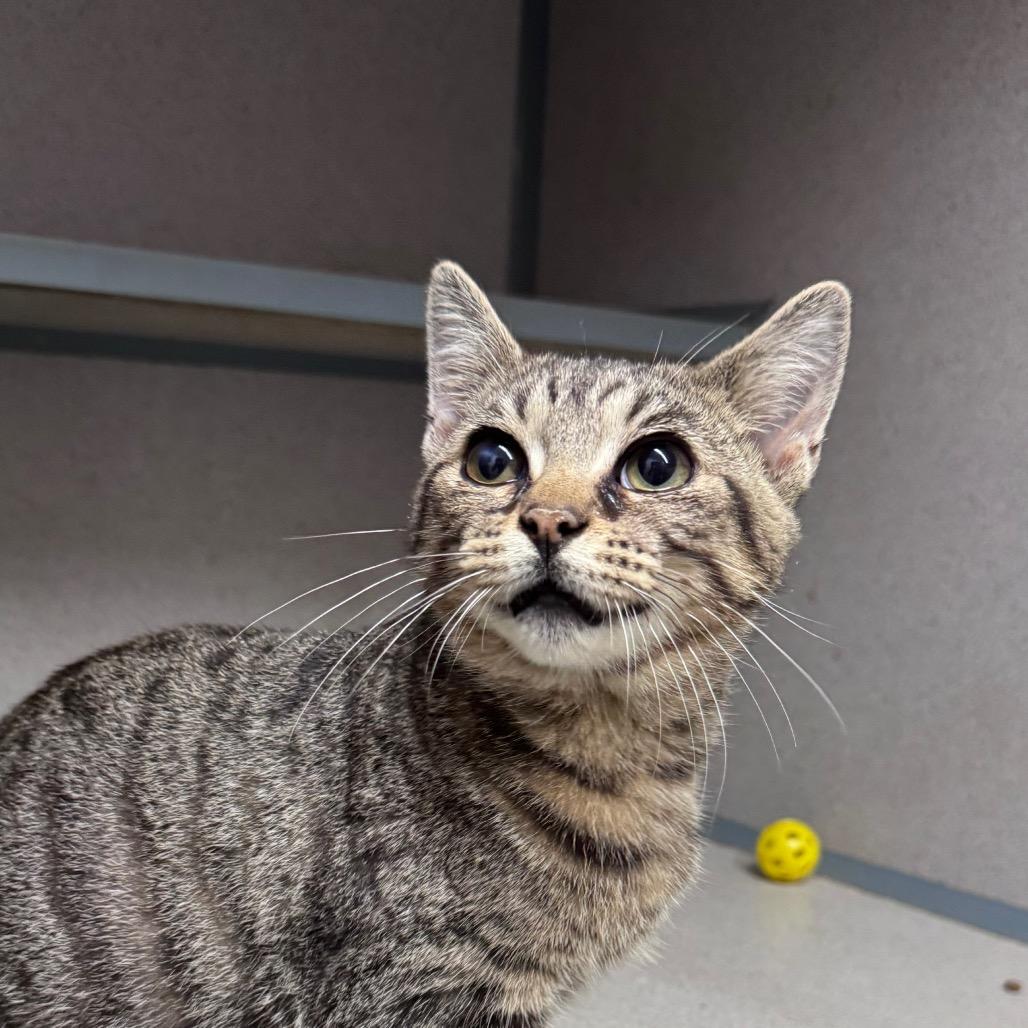 Clove, Adoptable, Young Male Domestic Short Hair.