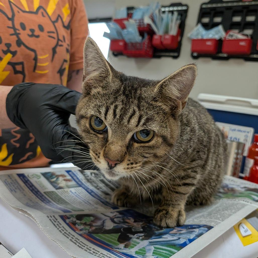 Clove, a Adoptable Domestic Short Hair in Houston, TX image 2/4