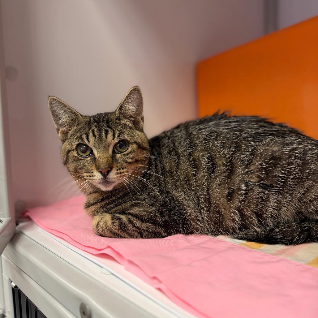 Clove, a Adoptable Domestic Short Hair in Houston, TX image 3/4