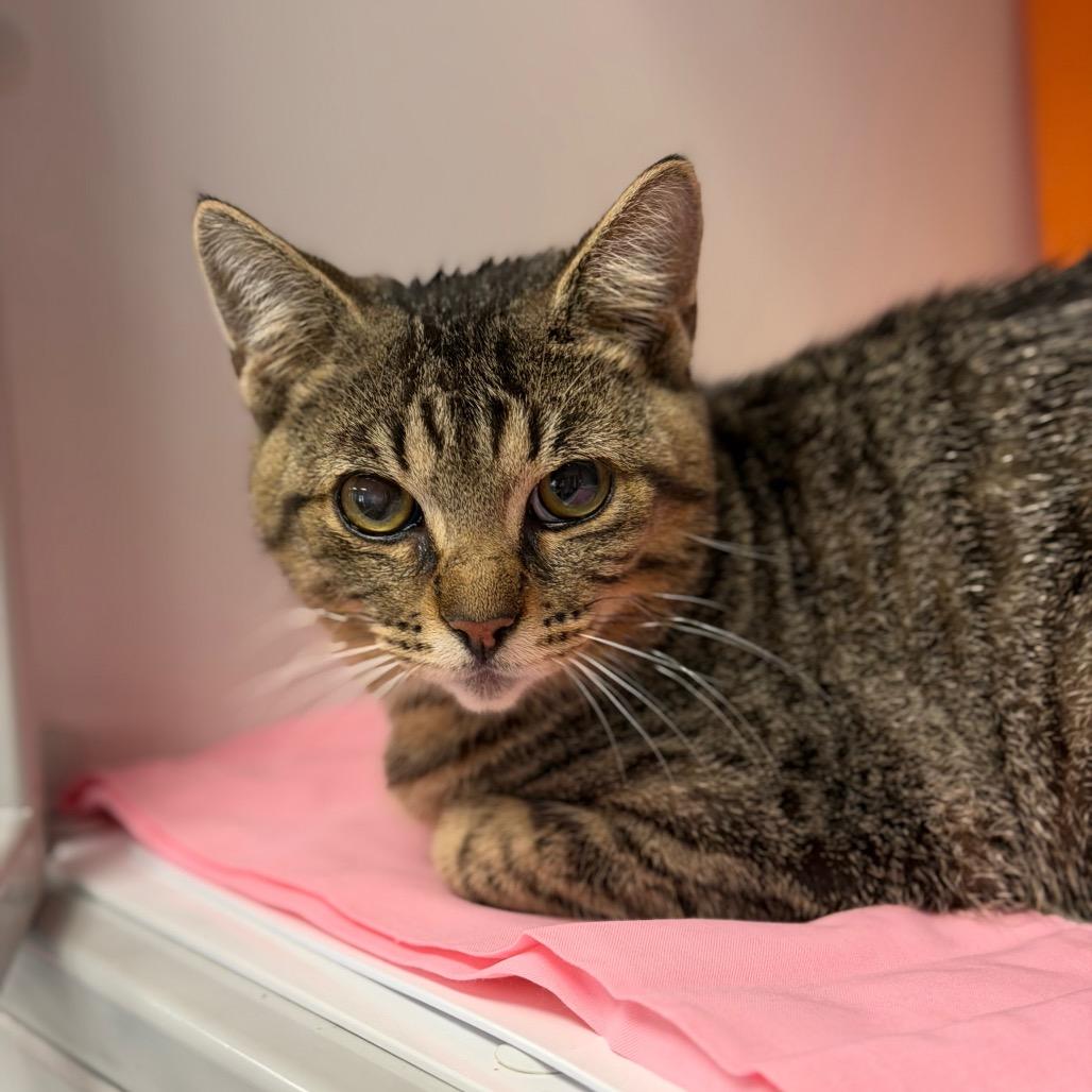 Clove, a Adoptable Domestic Short Hair in Houston, TX image 4/4