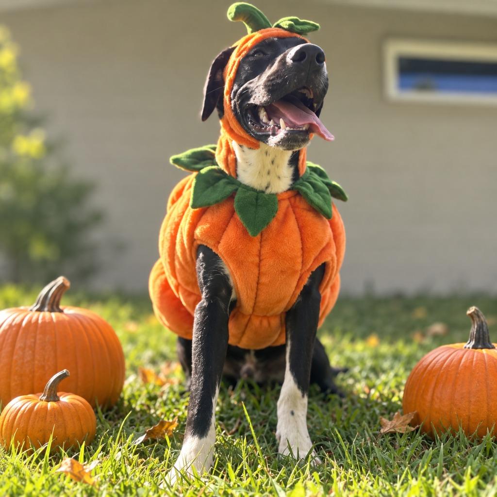 PORTER, Adoptable, Puppy Male Pit Bull Terrier & Mixed Breed.