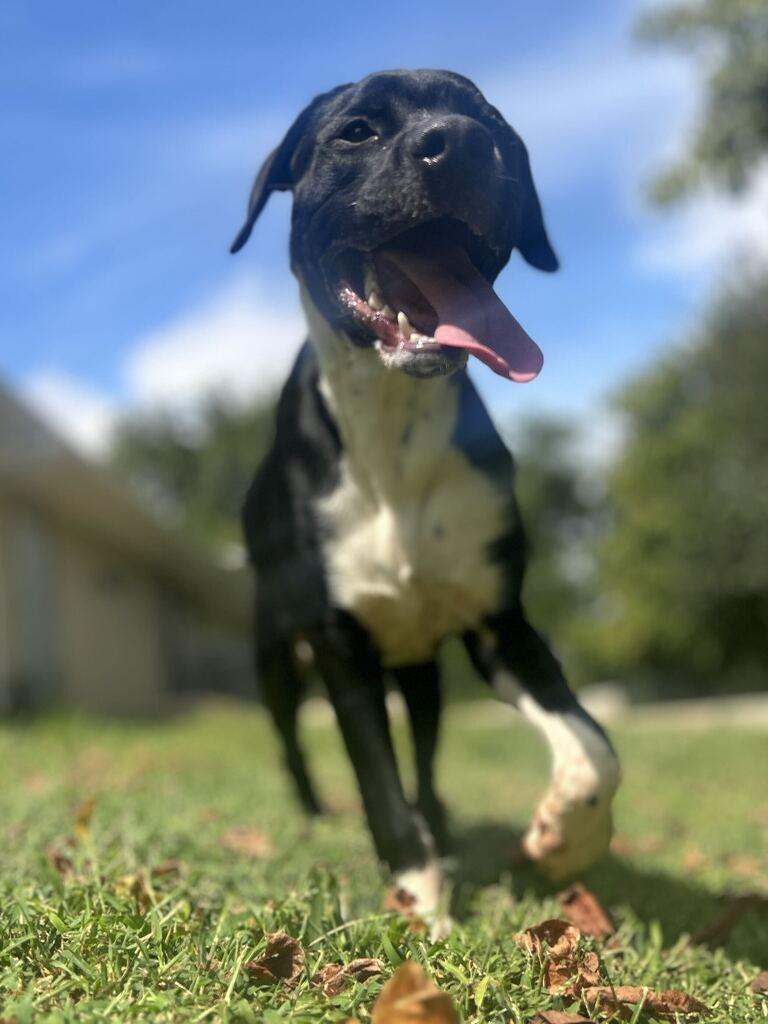 PORTER, Adoptable, Puppy Male Pit Bull Terrier & Mixed Breed.
