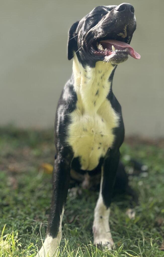 Enlarge PORTER, a Adoptable mixed breed in Athens, AL image 2/6