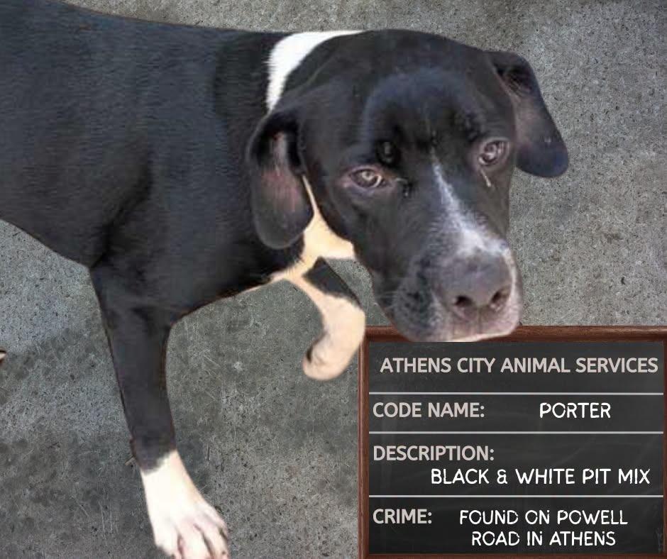 Enlarge PORTER, a Adoptable mixed breed in Athens, AL image 3/6