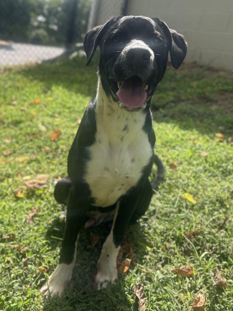 Enlarge PORTER, a Adoptable mixed breed in Athens, AL image 4/6