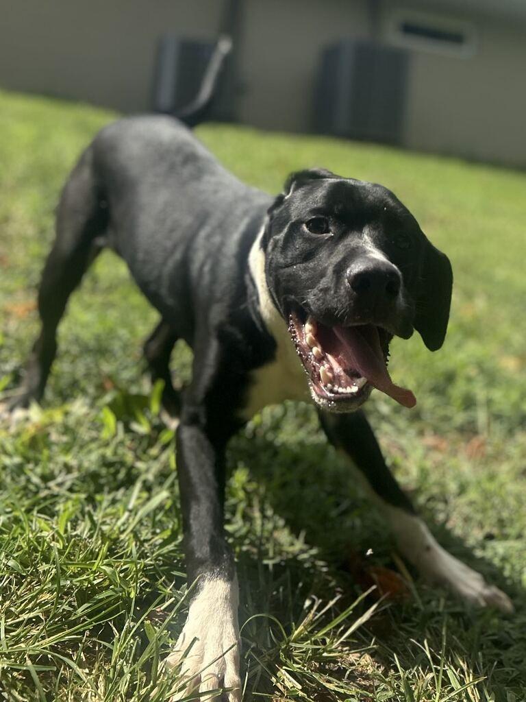 Enlarge PORTER, a Adoptable mixed breed in Athens, AL image 5/6
