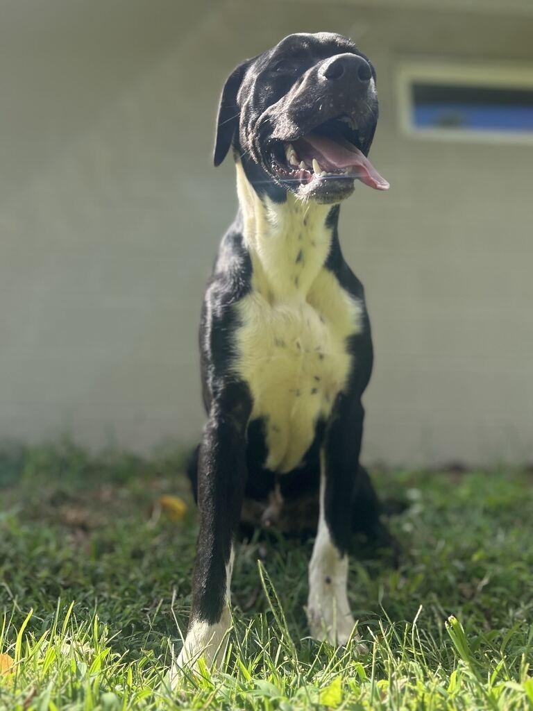 Enlarge PORTER, a Adoptable mixed breed in Athens, AL image 6/6