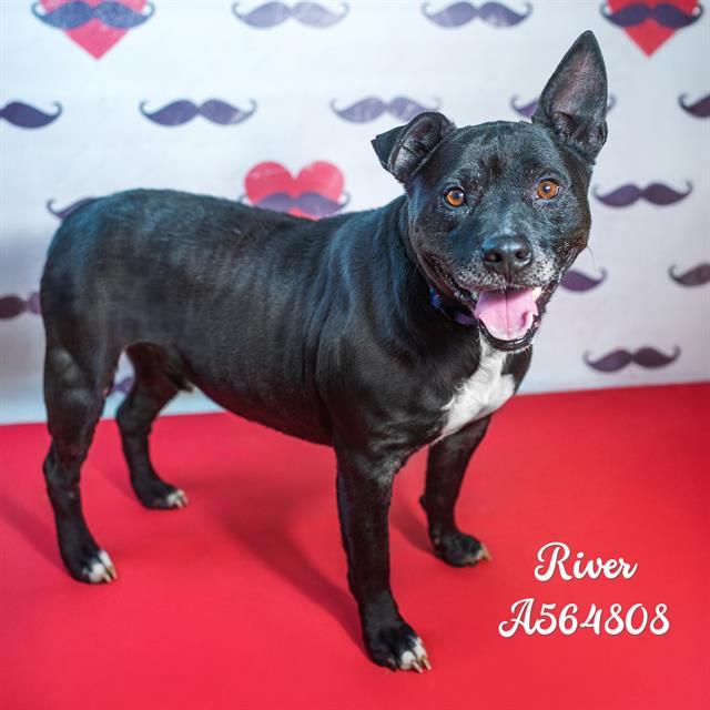 Enlarge RIVER, a Adoptable Pit Bull Terrier in Huntsville, AL image 1/1