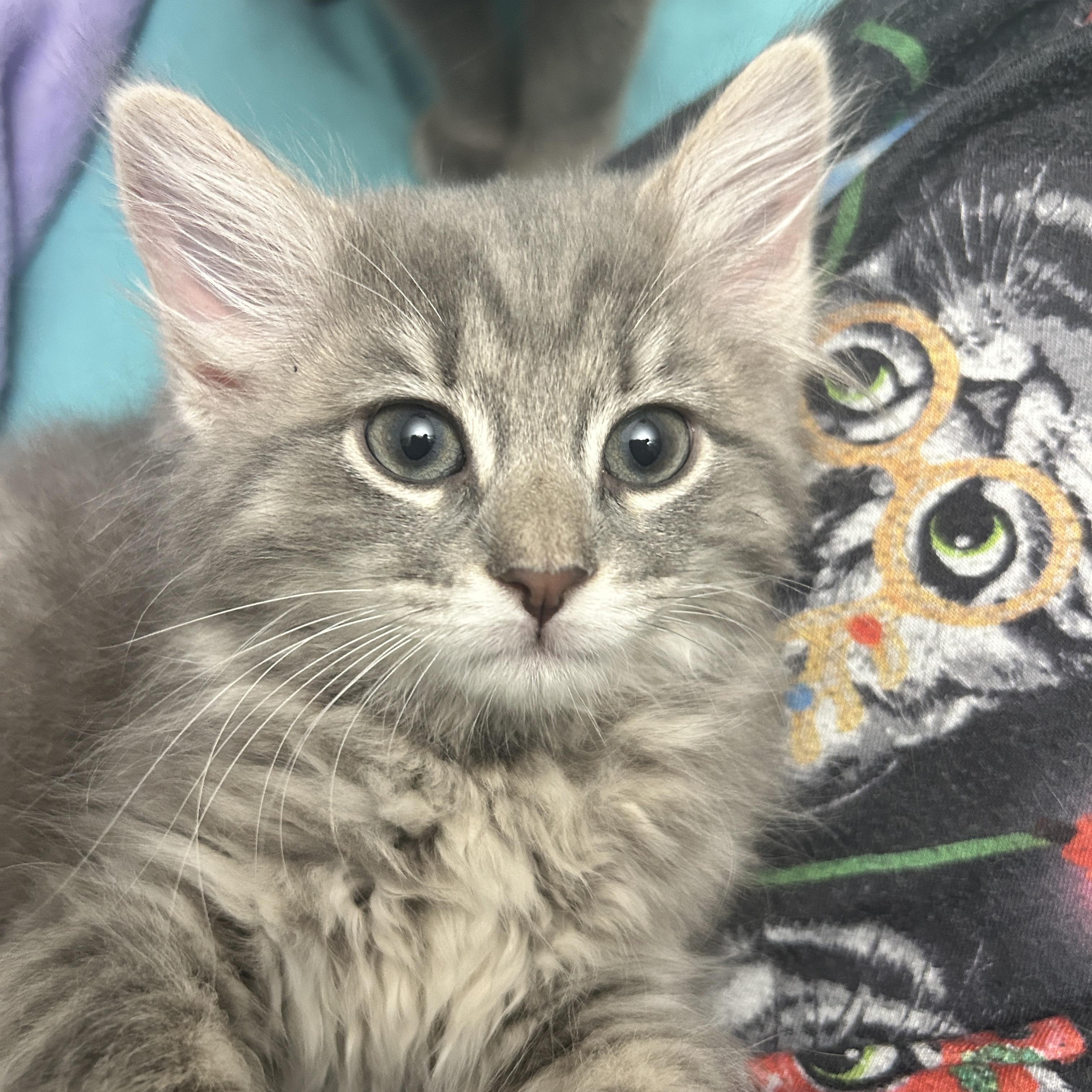 Magenta, a Adoptable Domestic Medium Hair in Pittsburgh, PA image 2/5