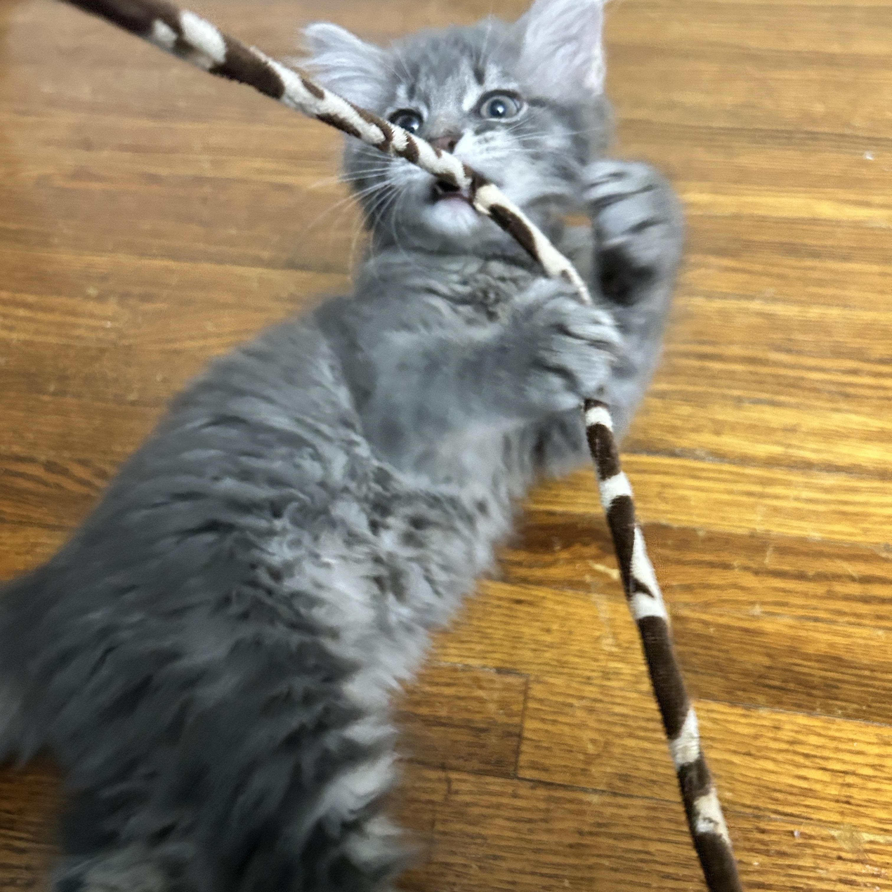 Magenta, a Adoptable Domestic Medium Hair in Pittsburgh, PA image 3/5