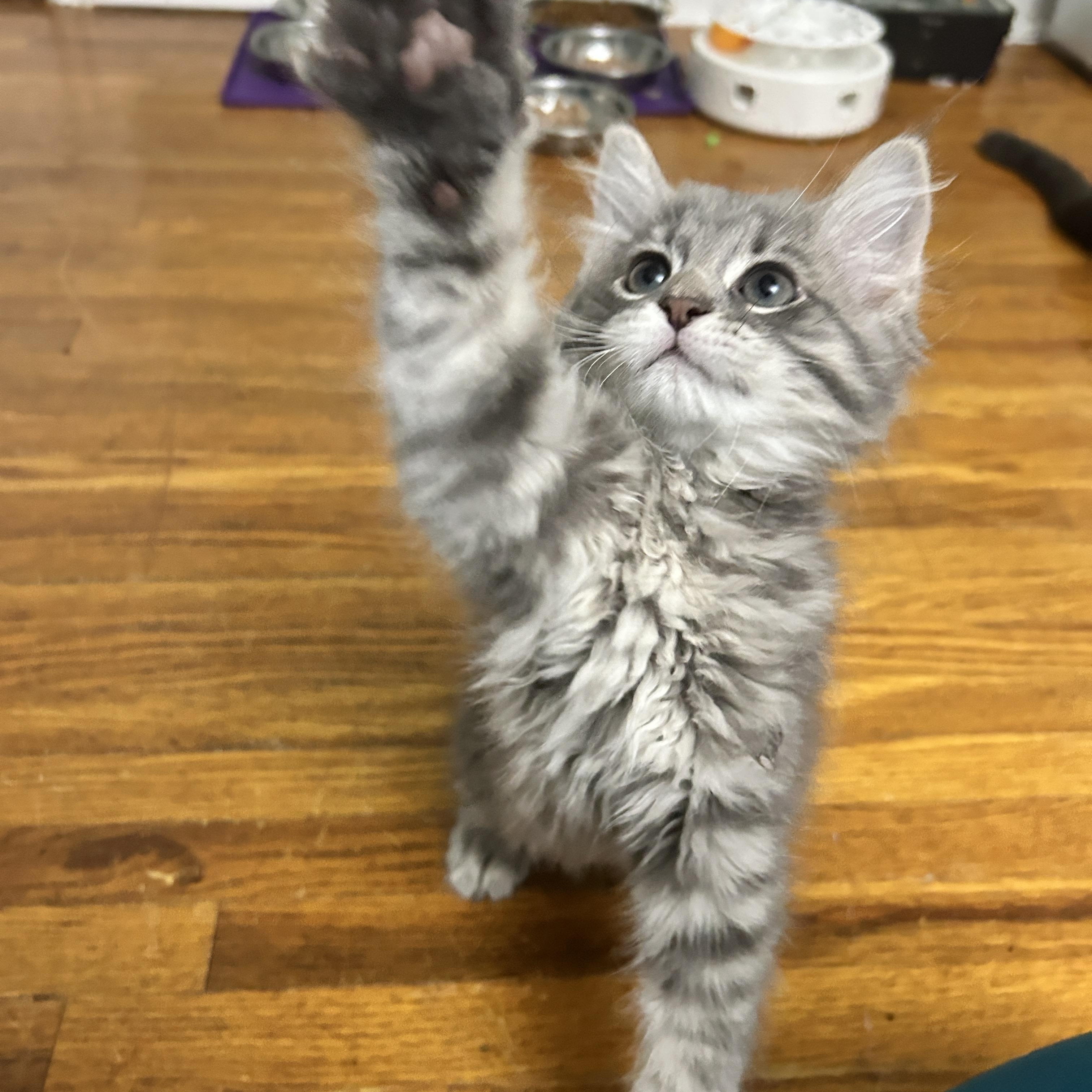 Magenta, a Adoptable Domestic Medium Hair in Pittsburgh, PA image 4/5