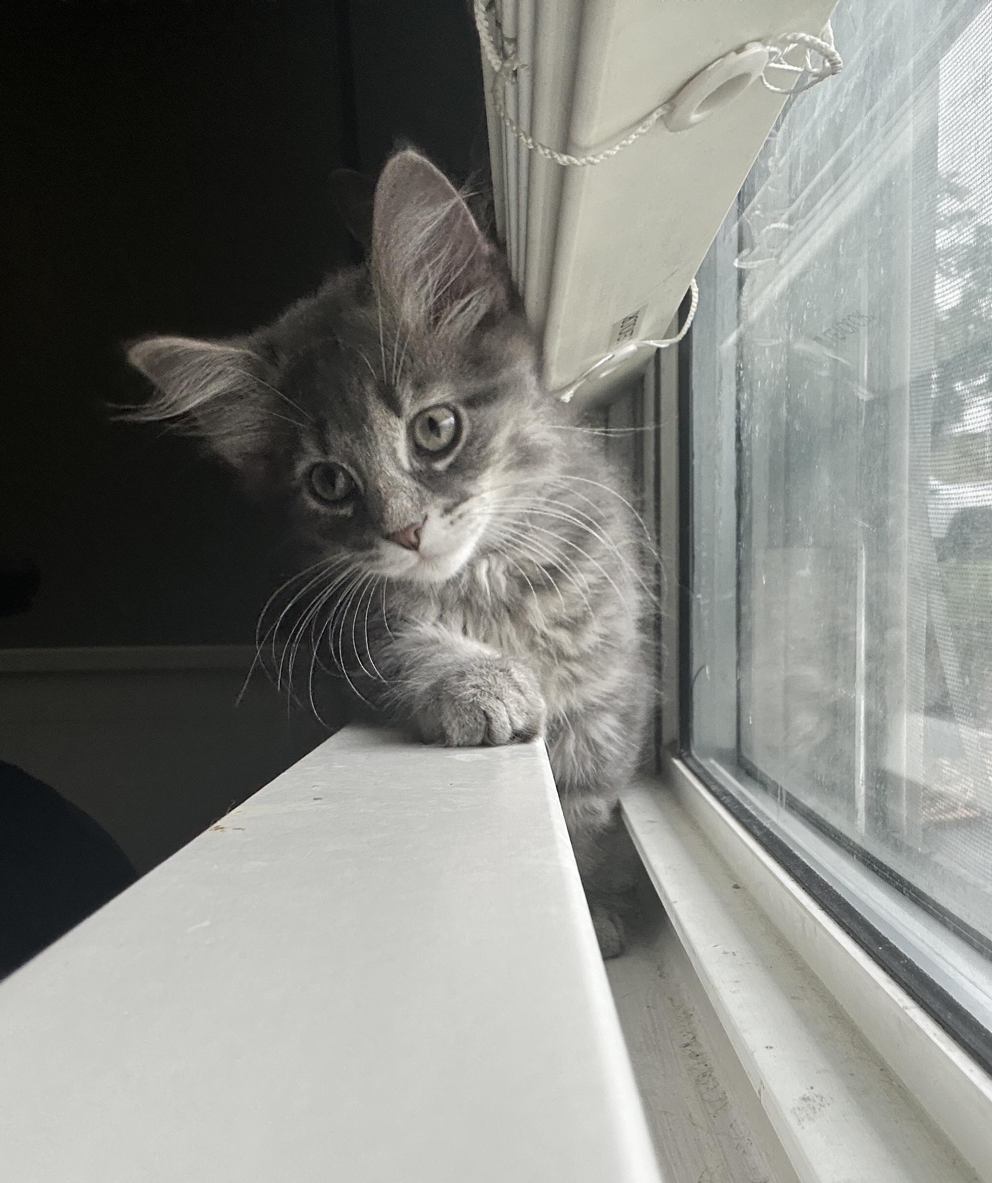 Magenta, a Adoptable Domestic Medium Hair in Pittsburgh, PA image 5/5