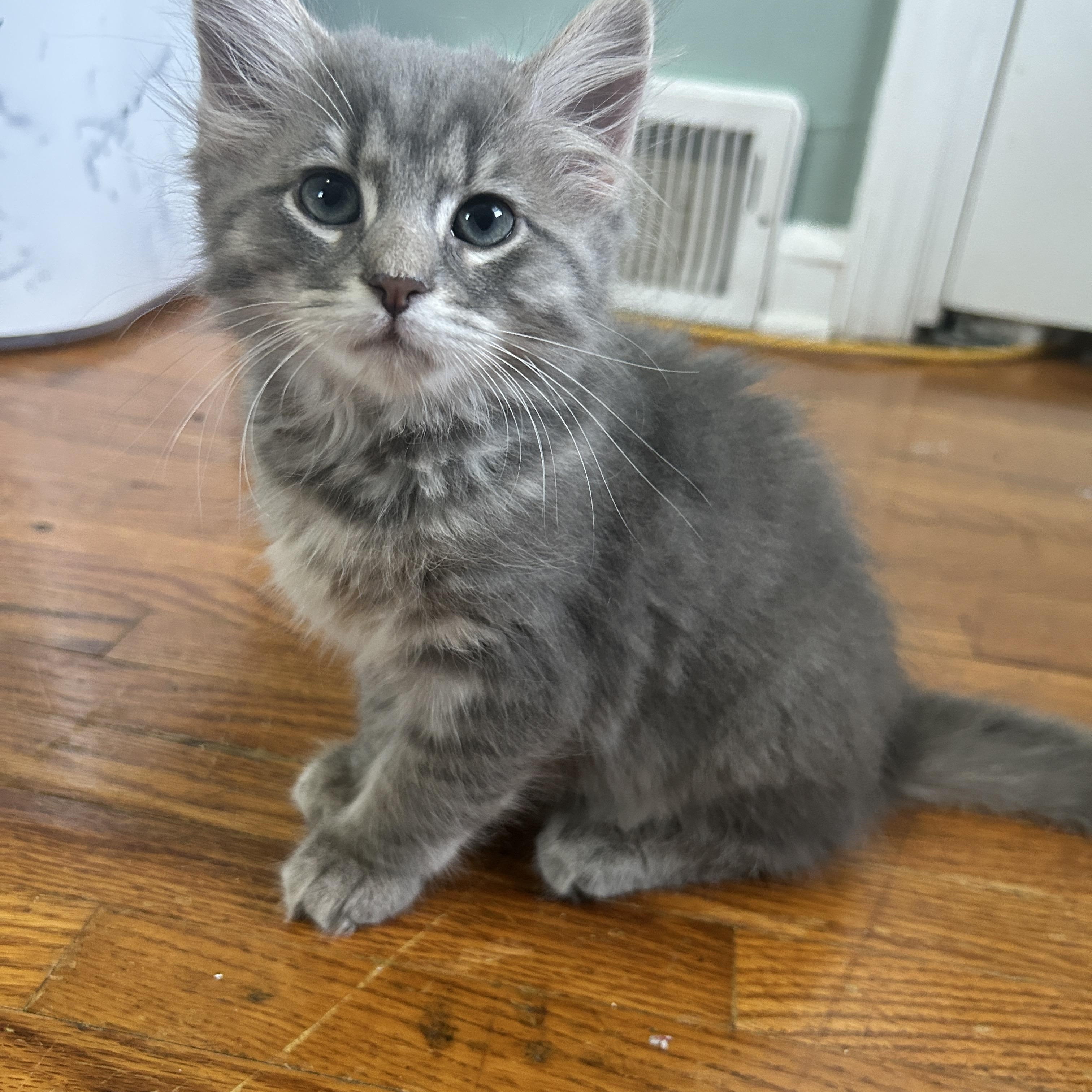Magenta, a Adoptable Domestic Medium Hair in Pittsburgh, PA image 1/5
