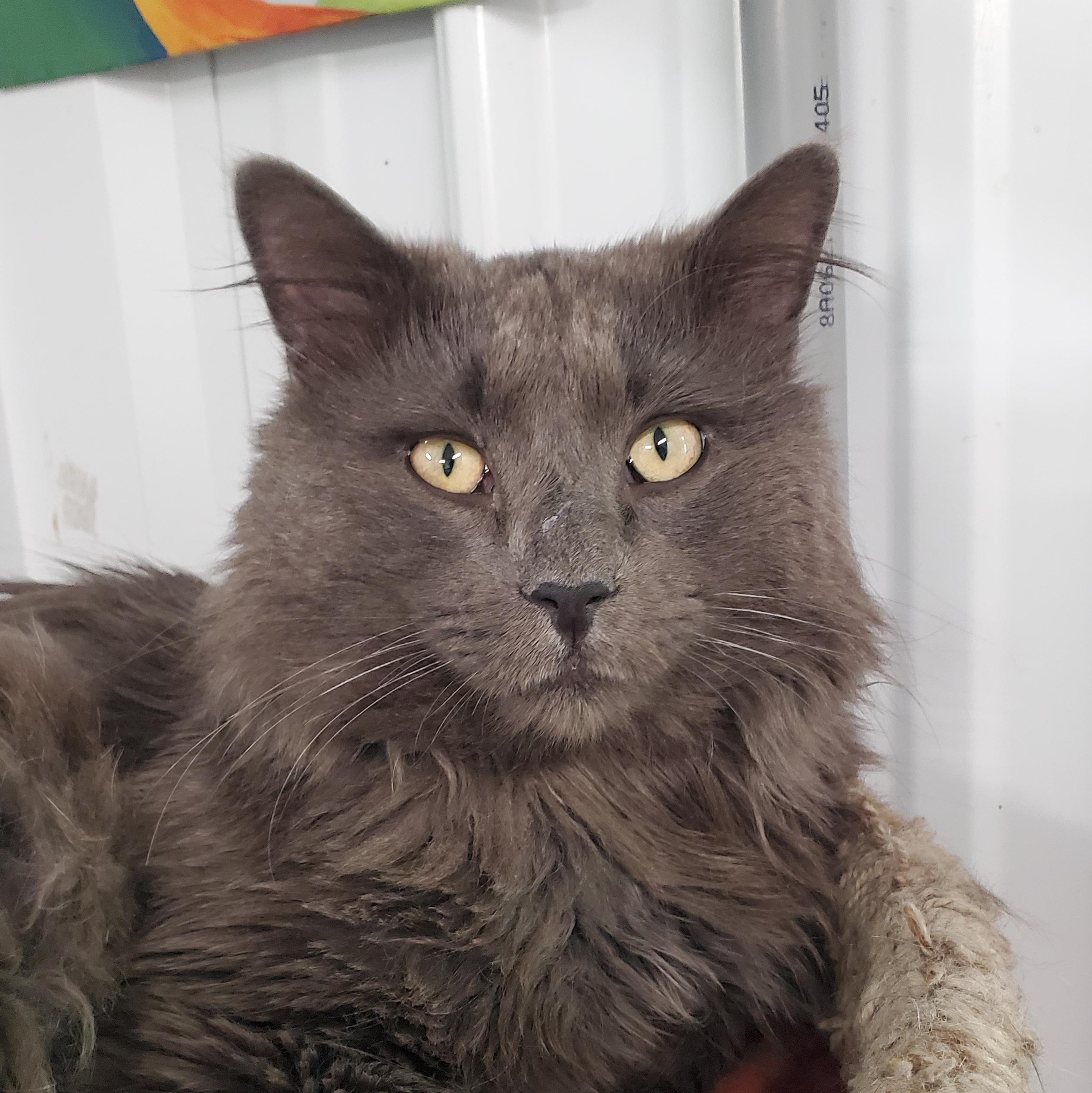 Enlarge Afie, a ADOPTABLE Domestic Long Hair in Marseilles, IL image 1/1